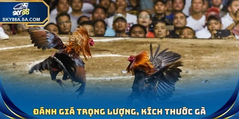 Đánh giá trọng lượng, kích thước gà
